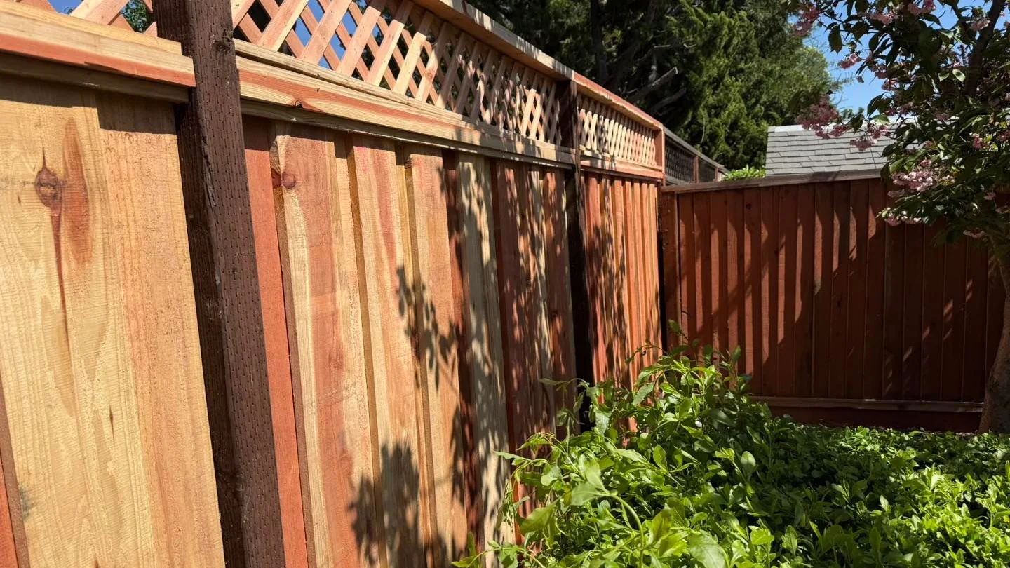 New redwood board fence with lattice top in a South Bay backyard